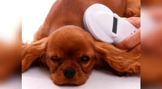 Mascotas podrán ser encontrados más rápidos gracias a la implementación de un microchip en el cuerpo