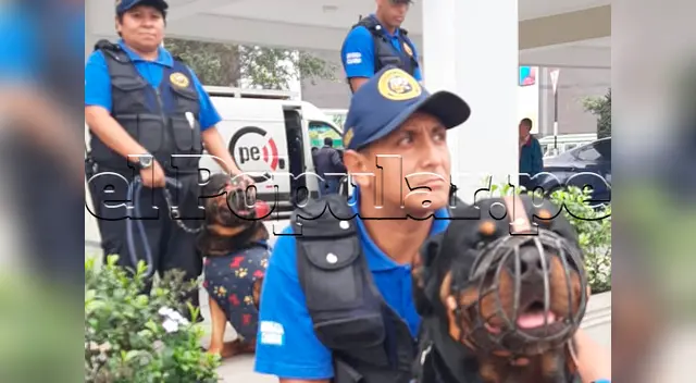 El perro logró cerrarle el paso al delincuente, lo que permitió su captura El perro logró cerrarle el paso al delincuente, lo que permitió su captura