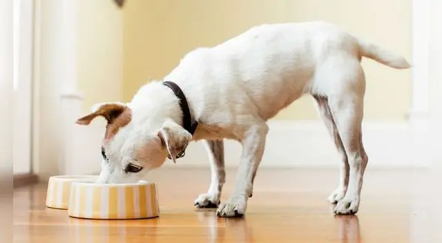 Tanto o más importante que la comida es el agua, fundamental todo el año Tanto o más importante que la comida es el agua, fundamental todo el año