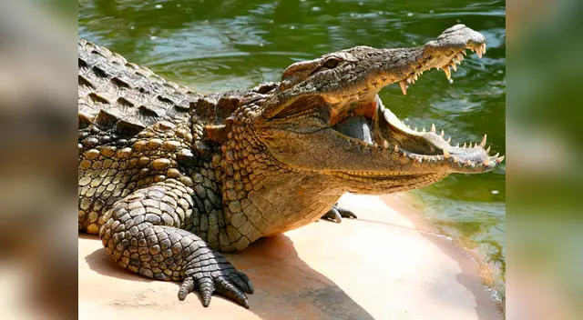 Hombres, mujeres y niños se ponen en riesgo al cruzar para encontrar una mejor vida