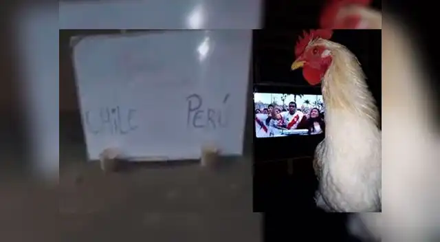 Video viral en Facebook, muestra a la pequeña gallina hacer su pronóstico del Perú vs. Chile Video viral en Facebook, muestra a la pequeña gallina hacer su pronóstico del Perú vs. Chile