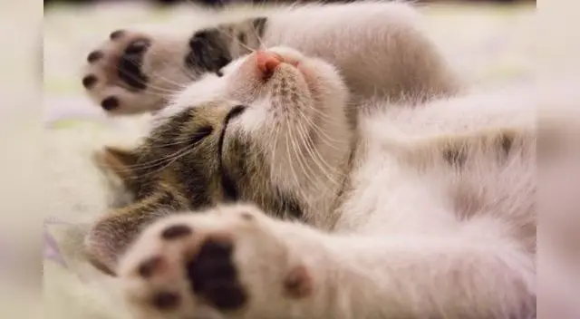 Si quieres que tu gato esté saludable, presta atención a su conducta Si quieres que tu gato esté saludable, presta atención a su conducta