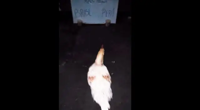 La famosa gallina que acertó en la predicción del Perú vs. Chile lanzó su pronóstico para la gran final de la Copa América La famosa gallina que acertó en la predicción del Perú vs. Chile lanzó su pronóstico para la gran final de la Copa América