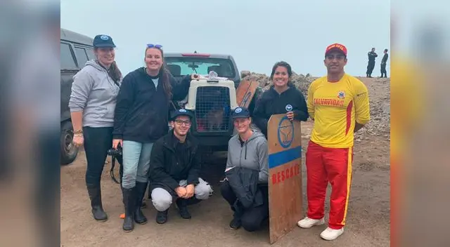 El lobo marino posee un bajo peso por lo que tendría que recuperarse 