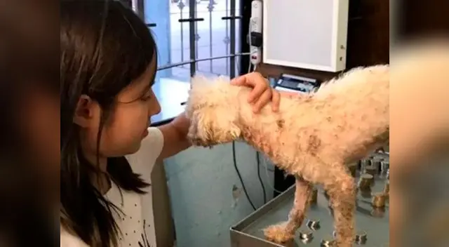 Niña es un ejemplo de amor y solidaridad por los animales Niña es un ejemplo de amor y solidaridad por los animales