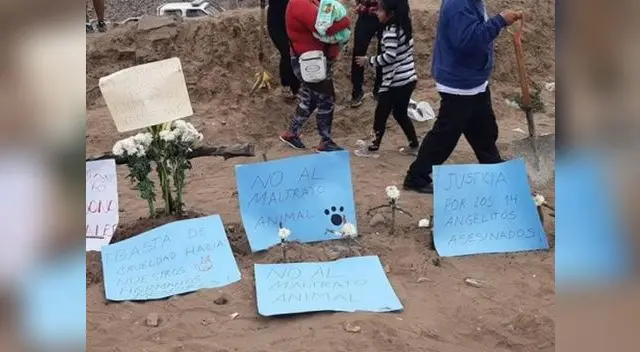 Piden justicia para animales hallados muertos en bolsas Piden justicia para animales hallados muertos en bolsas