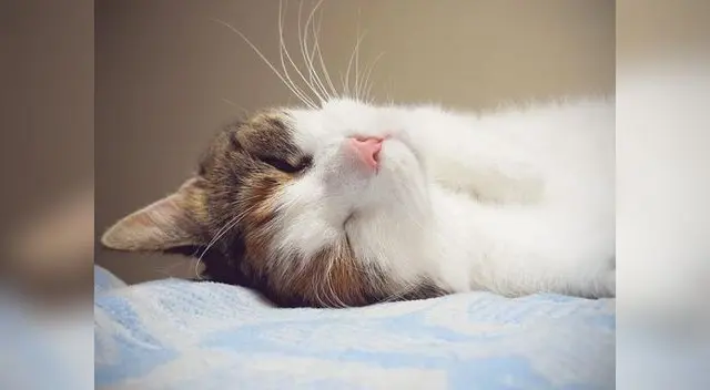 Para ayudarlo, intenta limpiar lo más que puedas su boca con agua Para ayudarlo, intenta limpiar lo más que puedas su boca con agua