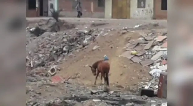 Denuncian maltrato animal a caballo en el Callao 