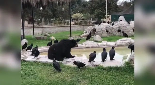 Joven publica alarmante mensaje sobre la situación crítica que estaría viviendo el animal Joven publica alarmante mensaje sobre la situación crítica que estaría viviendo el animal