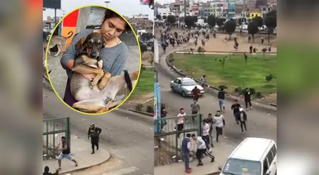 Perrita quedó imposibilitada de caminar