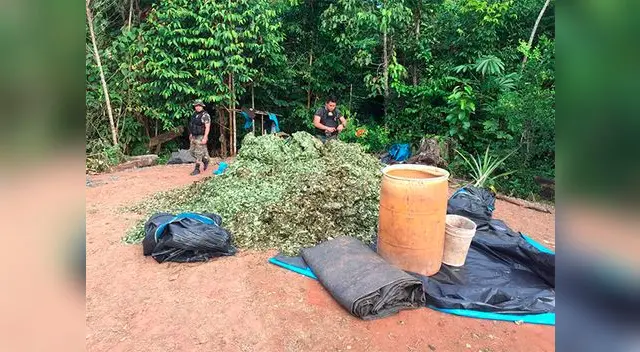 Agentes PNP encontraron más de 900 kg de hoja de coca en Pasco