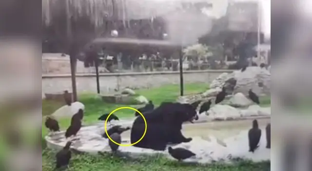 Zoológico se pronunció tras denuncia