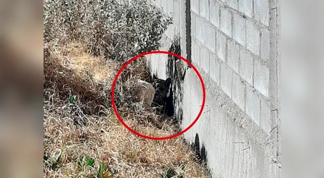 El animal fue avistado por los agricultores de la zona, quienes dieron parte a las autoridades