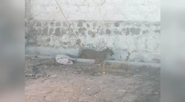Muere puma rescatado en Arequipa 
