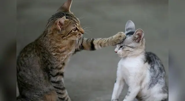 Es importante darle atención a ambos por igual