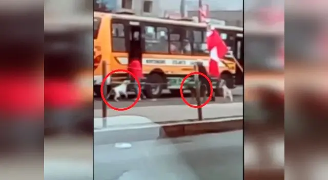 Robos en San Juan de Lurigancho, usando perros adiestrados Robos en San Juan de Lurigancho, usando perros adiestrados