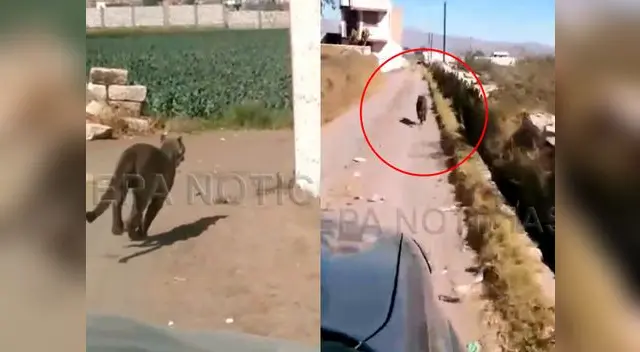 Difunden video donde se ve que agentes tenía intenciones de matar a puma  