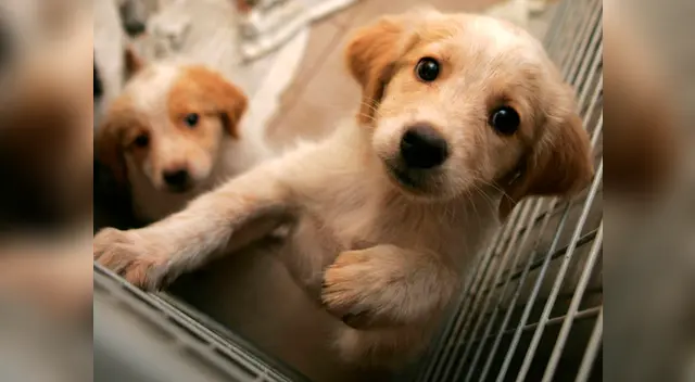 Los canes alertaban cuando los desconocidos aparecían en el lugar, por lo que habrían sido asesinados