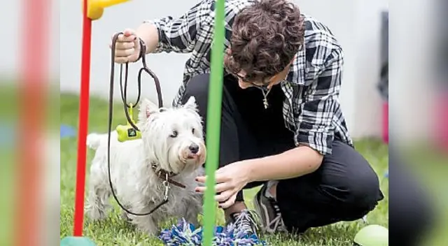 Cuando tu mascota lo hace, no es necesariamente porque quiere jugar