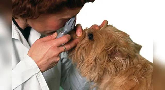 La ceguera permanente podría ocurrir en cuestión de horas en casos de glaucoma de rápido desarrollo La ceguera permanente podría ocurrir en cuestión de horas en casos de glaucoma de rápido desarrollo