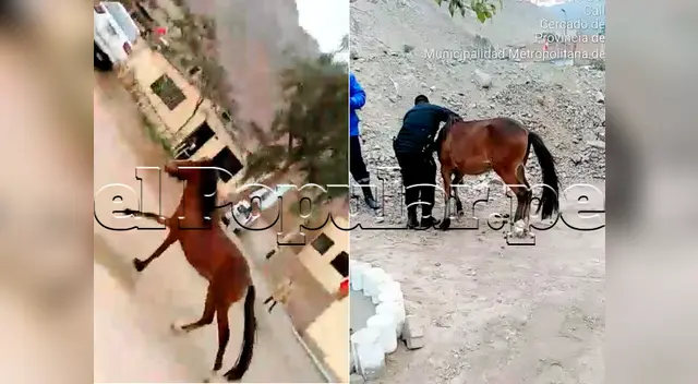 El caballo provocó desorden al correr despavorido sin rumbo en la zona El caballo provocó desorden al correr despavorido sin rumbo en la zona