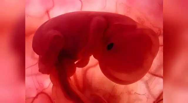 El Gobierno de Japón dio autorización a grupo de científicos