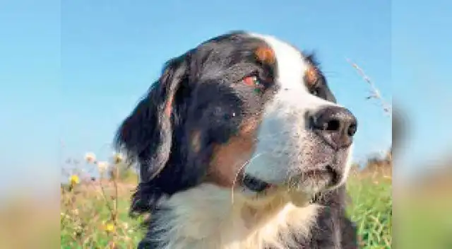 Cortar los bigotes del perro puede provocarle una gran inseguridad Cortar los bigotes del perro puede provocarle una gran inseguridad