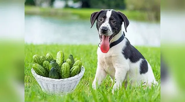 Los probióticos son alimentos que ayudan a mejor las bacterias “buenas” dentro del cuerpo del animal Los probióticos son alimentos que ayudan a mejor las bacterias “buenas” dentro del cuerpo del animal