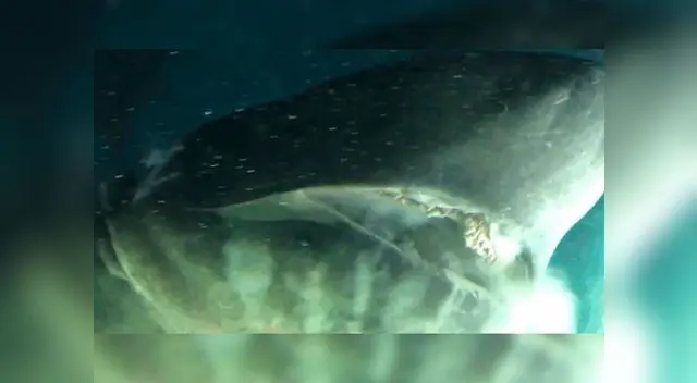 El gigantesco animal fue grabado en el Golfo de México El gigantesco animal fue grabado en el Golfo de México