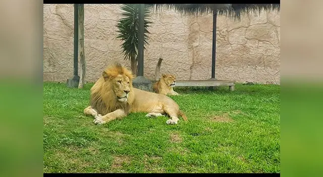 Visitantes podrán conocer al nuevo rey león del Parque de las Leyendas 