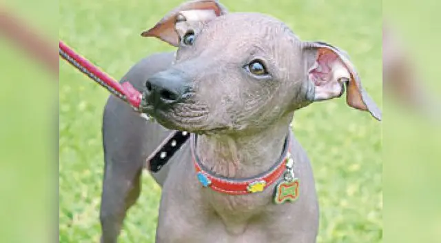 El perro sin pelo necesita cuidados especiales El perro sin pelo necesita cuidados especiales