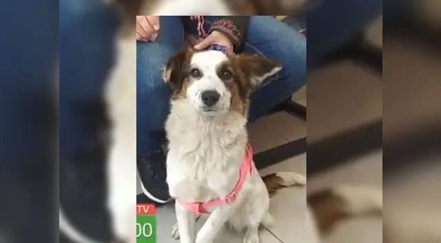 La perrita busca un nuevo hogar La perrita busca un nuevo hogar