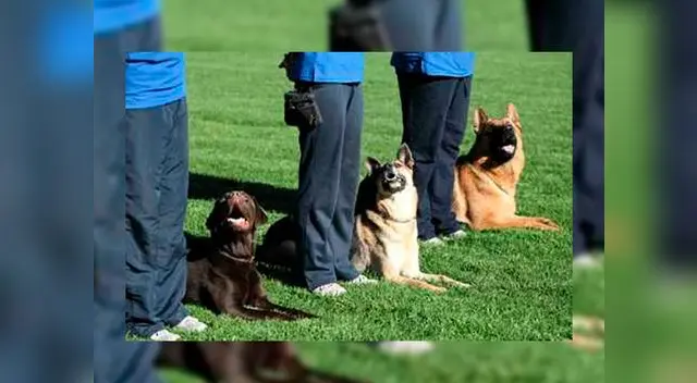 Ministerio Público de este país lo investiga por el delito de maltrato animal Ministerio Público de este país lo investiga por el delito de maltrato animal