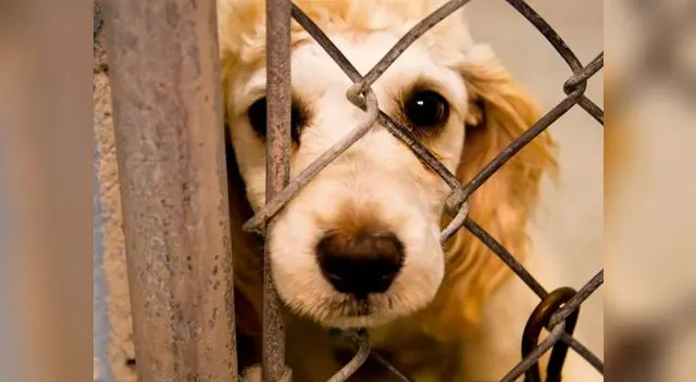 Conoce cómo denunciar casos de maltrato animal en el Perú  