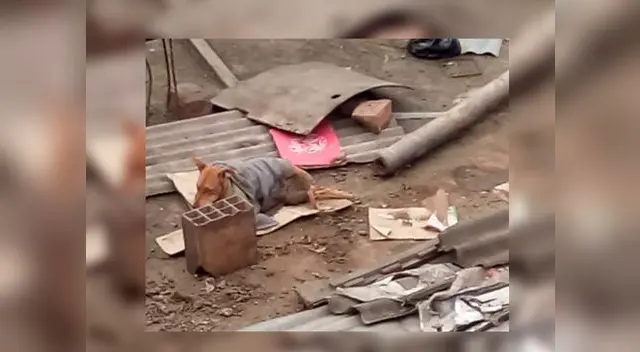 Perrito estaba expuesto a que le de una infección porque tenía las patas rotas Perrito estaba expuesto a que le de una infección porque tenía las patas rotas