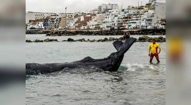 El animal fue encontrado a las 7 de la mañana y durante horas intentaron salvarle la vida El animal fue encontrado a las 7 de la mañana y durante horas intentaron salvarle la vida