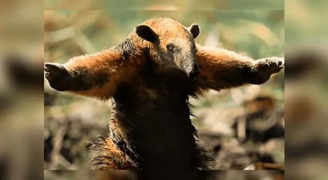 Oso hormiguero huye de incendio forestal en el Amazonas Oso hormiguero huye de incendio forestal en el Amazonas