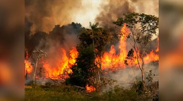 Biólogo relató las duras imágenes que vio tras el incendio forestal en el Amazonas Biólogo relató las duras imágenes que vio tras el incendio forestal en el Amazonas