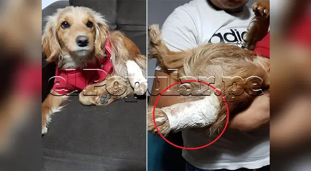 Denuncian caso de maltrato animal en San Juan de Lurigancho Denuncian caso de maltrato animal en San Juan de Lurigancho