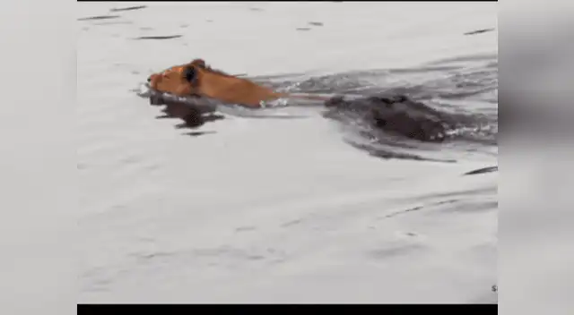 Facebook viral es protagonizado por león y cocodrilo Facebook viral es protagonizado por león y cocodrilo