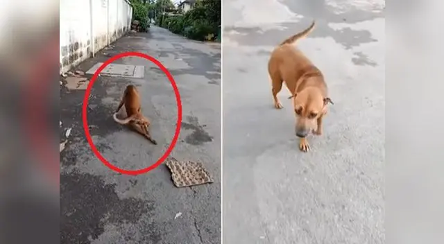 Viral de Youtube lo protagoniza un perro de la calle