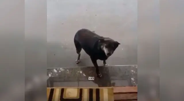 Video viral en Facebook muestra cómo la pequeña perrita se muestra muy feliz por el accionar del dueño de restaurante