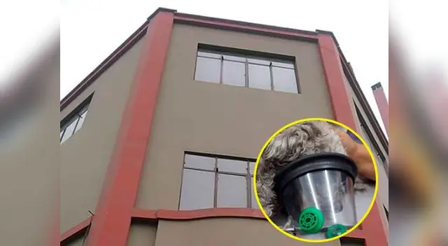 Pequeño perrito se encuentra siendo atendido en un conocido centro veterinario Pequeño perrito se encuentra siendo atendido en un conocido centro veterinario