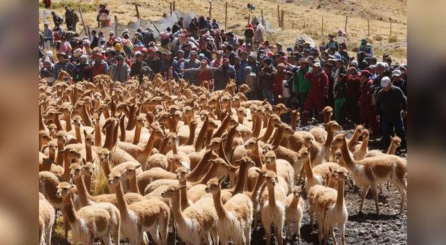 Vicuñas en Huancavelica son parte del festival