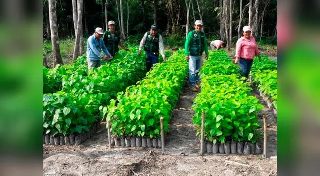 Reforestarán región San Martín con especies amazónicas Reforestarán región San Martín con especies amazónicas