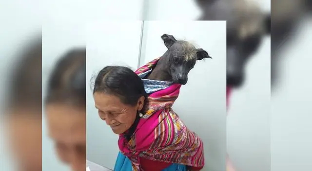Veterinario felicita a anciana por cuidar y proteger a su mascota
