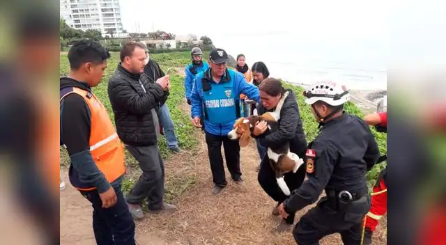 Can es rescatado tras caer en peligroso acantilado de Miraflores Can es rescatado tras caer en peligroso acantilado de Miraflores