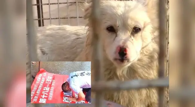 Un activista pidió perdón a perros que fueron asesinados para ser vendidos como carne en China Un activista pidió perdón a perros que fueron asesinados para ser vendidos como carne en China