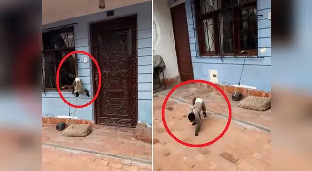 Denuncian vía Facebook maltrato animal en SJM Denuncian vía Facebook maltrato animal en SJM