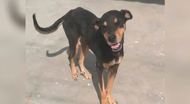 Cachorro enterneció las redes sociales con reacción al ser alimentado por un extraño